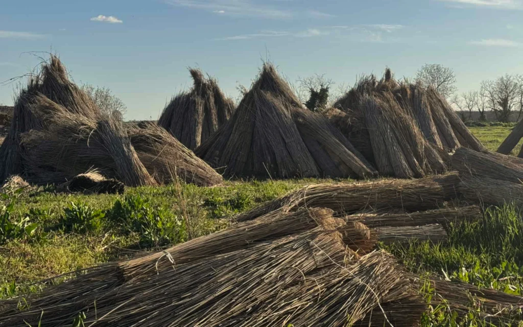 Republic Vučedol lokalitet 6